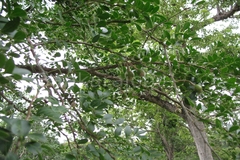 Naringi crenulata
